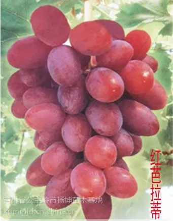 供应哪有卖红芭拉多葡萄苗的、吉林出售金手指葡萄苗