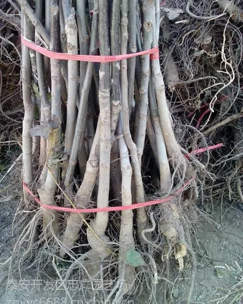 核桃实生苗,低价核桃实生苗基地,优质50厘米高核桃苗多少钱