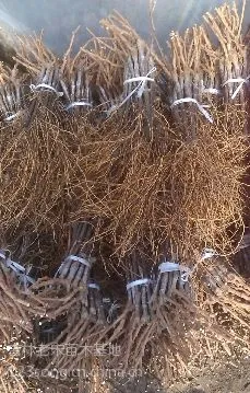 供应通化出售蜜汁葡萄苗、柳河葡萄苗、开原巨峰葡萄苗