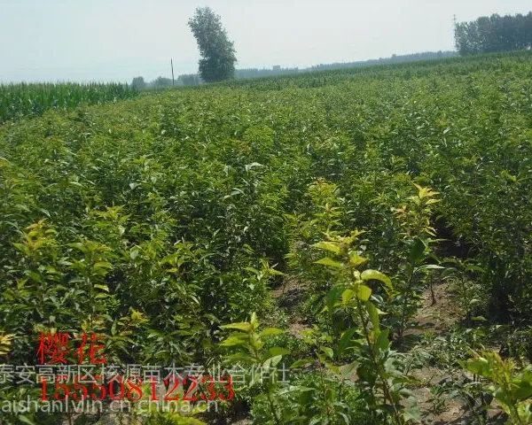 供应樱花,樱花小苗,泰安樱花