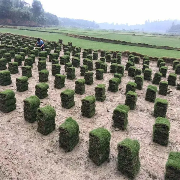 供应郴州草皮价格 郴州马尼拉草皮直销