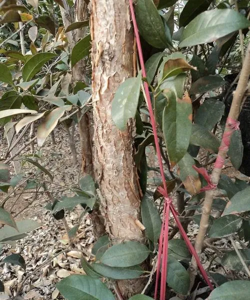 ��***�����а����ص��� ��������*** �͸�����۸�***��