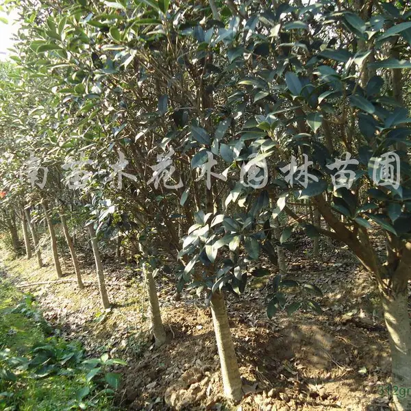 河南花木价格表-八月桂花四季桂花月桂价格表