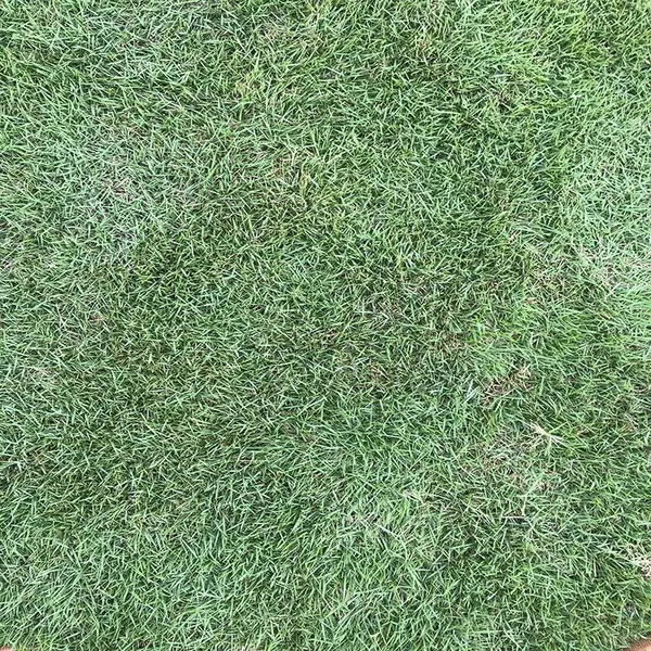 供应郴州马尼拉草皮/草坪价格