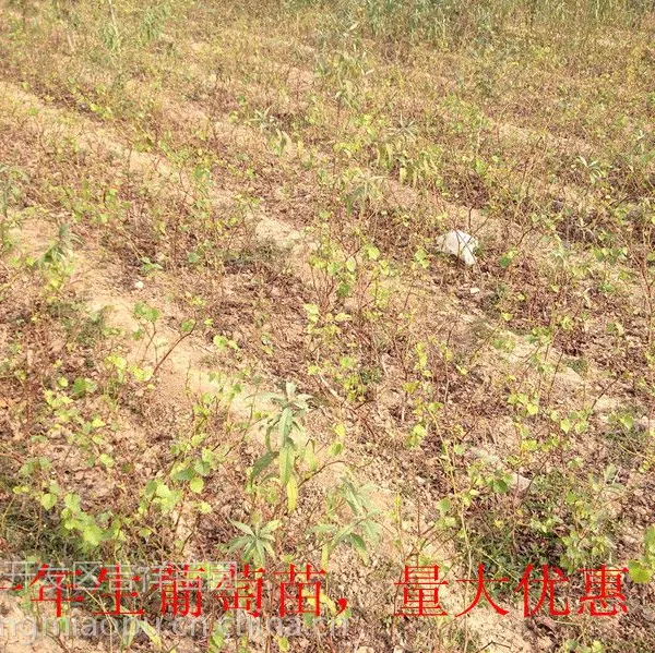 供应巨峰葡萄苗 占地专用葡萄小苗 山东葡萄苗合作社