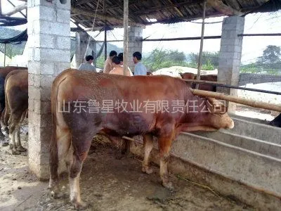 供应肉牛价格.利木赞牛.肉牛养殖利润分析