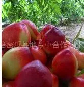 供应陕西中油5号油桃、中油5号油桃价格、中油5号油桃基地。