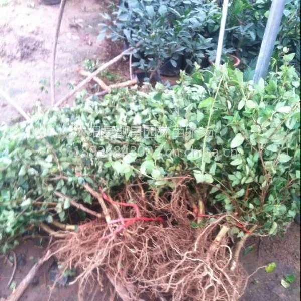 江苏金银花绿化苗木金银花价格 金银花苗