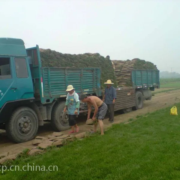 西安草坪种植