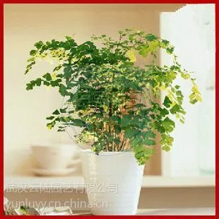 供应武汉供应吸甲醛的盆栽植物