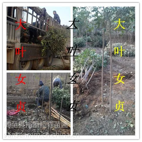 ��Ӧ��ҶŮ��һ�������� ��������Ů����1.8�ס����������ش�ҶŮ��������