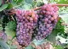 供应出售长白红火接穗、红叶李、俄罗斯红叶李、王族海棠、三红太阳李绿化苗接穗和芽