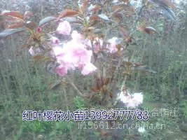 供应红叶樱花|陕西红叶樱花|樱花苗
