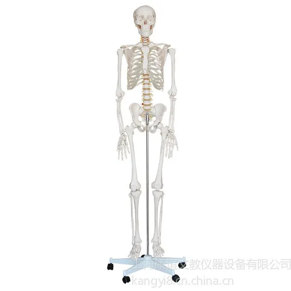 ��Ӧ������KAY/A001�������ģ��180CM ȫ�������걾ģ������Ǽ�ģ��