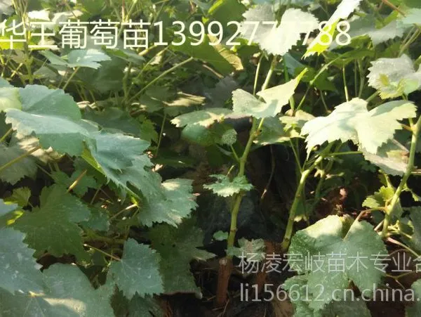 供应兴华王葡萄苗|夏黑葡萄苗|户太葡萄苗|红地球葡萄苗