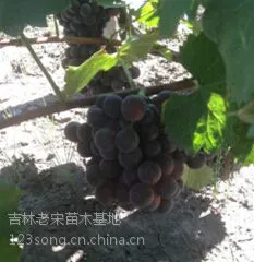 哈尔滨市双城出售巨峰葡萄苗、黑龙江大庆红提葡萄苗厂家