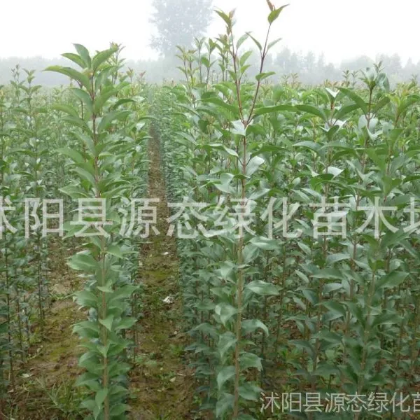 供应批发高杆女贞 高杆女贞苗 高杆女贞球 桢树 大叶女贞苗 大叶女贞