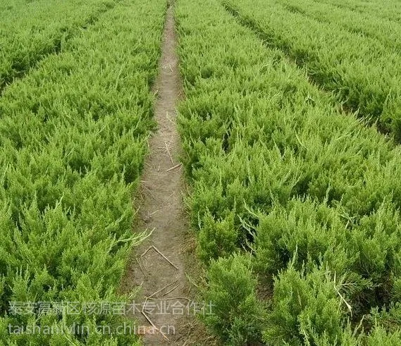 供应龙柏,龙柏小苗,泰安龙柏