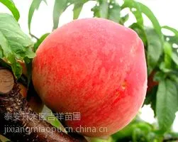 供应1米高的桃树苗 桃树苗哪里出售 2014桃树苗行情