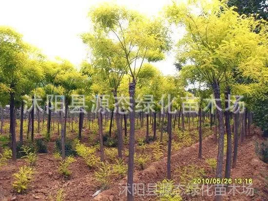 ��Ӧ������ֱ������Ҷ���� �ƽ� ��֦���� ��Ҷ���� �����ȫ