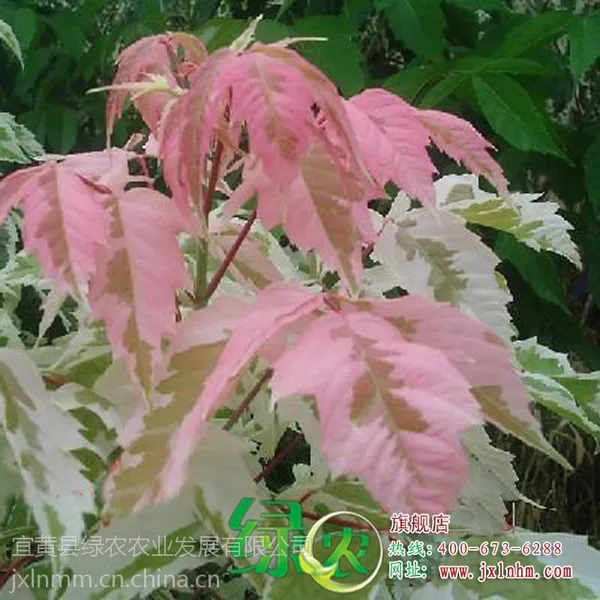 ��Ӧ���ڷ�Ҷ��Ҷ���� ��Ҷ������ ��Ҷ�̻���ľ ���ɻ� ��Ҷ��Ҷ��С�� ���ͼ�ֵ����