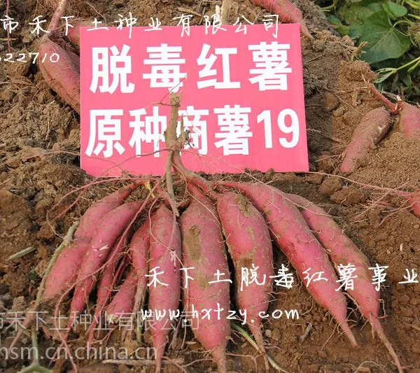 高产商薯19脱毒红薯苗找邯郸市禾下土种业有限公司