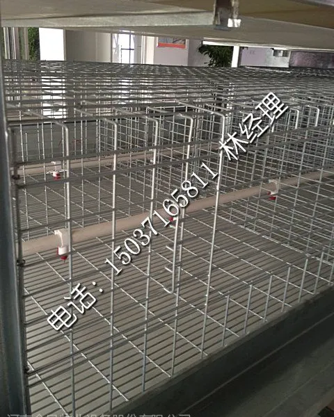 河南金凤肉鸡笼蛋鸡笼种鸡笼公鸡笼养殖设备