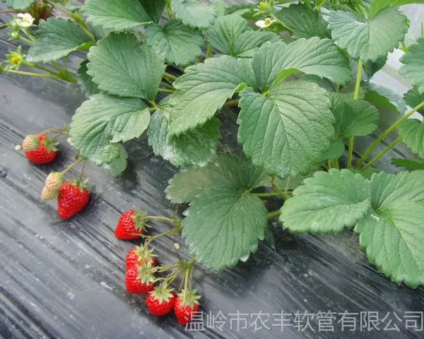 供应普通N45微喷带 滴灌管 农用滴灌带 PE滴灌管 农用微喷带 生产厂家