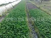供应草莓苗 草莓苗价格 草莓苗品种 四季草莓苗 脱毒草莓苗 红颜草莓苗