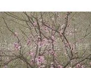 骨里红梅价格,绿梅,珍珠梅,榆叶梅,腊梅价格表