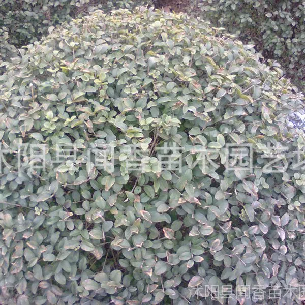 ��ӦСҶŮ�������� СҶŮ������� ����СҶŮ����