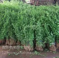 佳木斯出售占地苗,伊春出售山葡萄苗,大庆枸杞苗