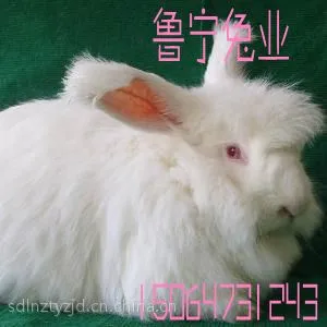 今日长毛兔种兔长毛兔幼兔价格