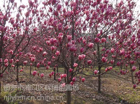 供应红玉兰价格信息红花玉兰价格详情