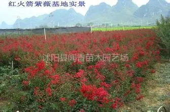 天鹅绒紫薇小苗 美国天鹅绒红火箭紫薇基地