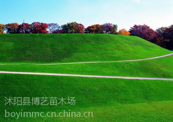 供应地被美国四季青草种子别墅庭院草籽耐践踏四季播种草坪种子