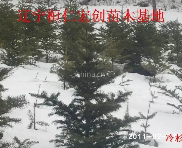 供应供应冷杉、冷杉基地、辽宁冷杉、桓仁冷杉、冷杉小苗、冷杉种子、冷杉树