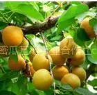 ��Ӧ������̫���ӣ������ӣ����أ��۸����飬������