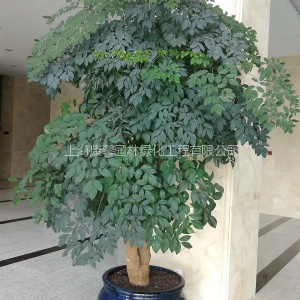 供应浦东花卉租赁公司、浦东植物租赁、浦东绿化公司