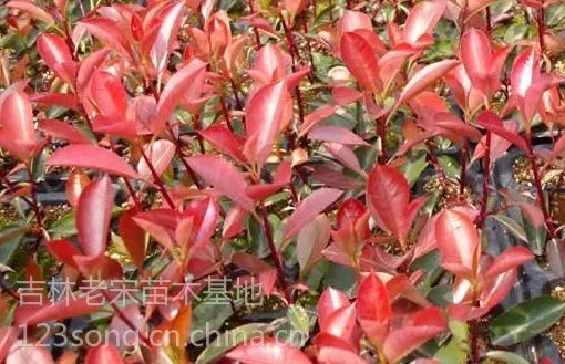 供应出售红叶李、内蒙辽宁出售王族海棠、光辉、钻石海棠苗