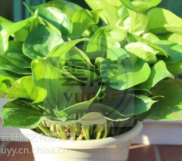 武汉大小型盆栽多肉植物防辐射的植物仙人球可水培不烂