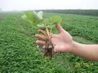 供应山东草莓苗哪里有卖的?草莓苗品种和价格