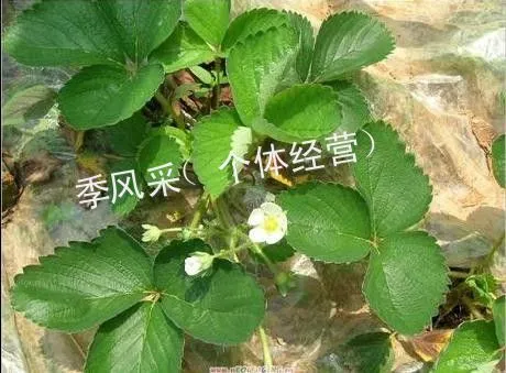 供应脱毒草莓苗 草莓苗入棚资料 山东草莓苗 草莓苗种植信息 草莓苗价格