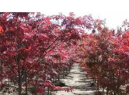 红枫,红枫价格,红枫树苗