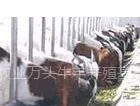 供应波尔山羊养殖效益