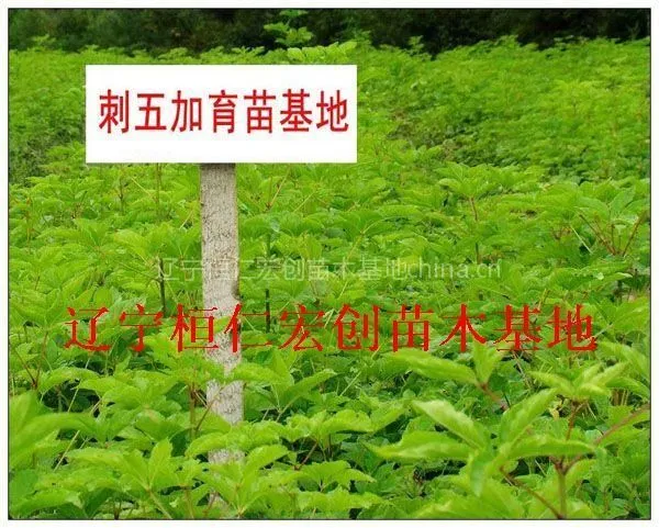 供应供应刺五加、刺五加基地、辽宁刺五加、刺五加小苗、刺五加种子