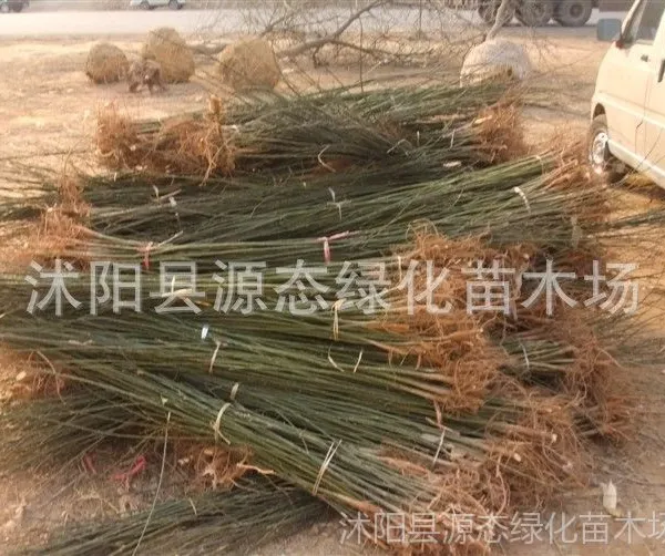 供应优质国槐小苗 规格齐全 国槐小苗价格 附国槐小苗栽培技术