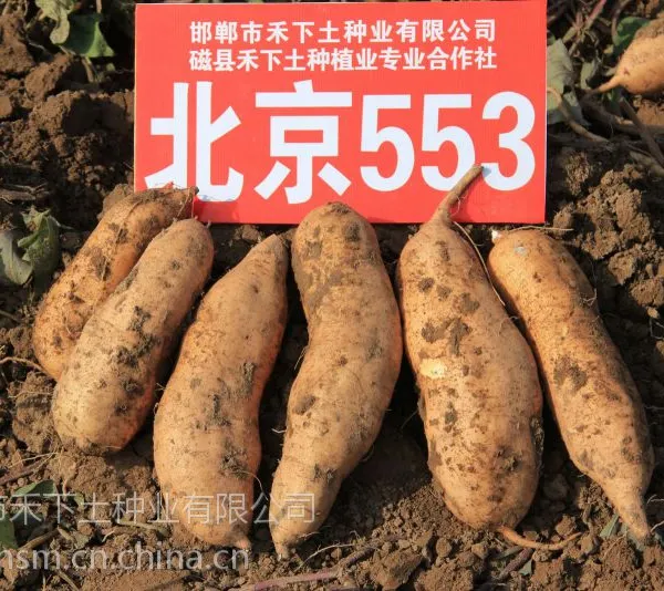 邯郸市禾下土种业有限公司供应烤红薯品种北京553脱毒红薯苗
