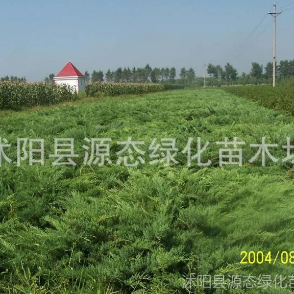 供应海桐球 红叶石楠 花石榴 蜀桧 榆叶梅 大叶女贞 绿化苗木