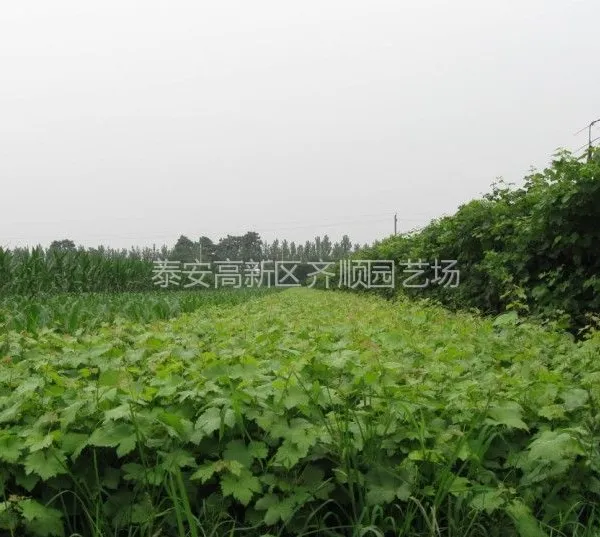供应葡萄扦插苗,山东葡萄苗,葡萄当年苗果苗价格